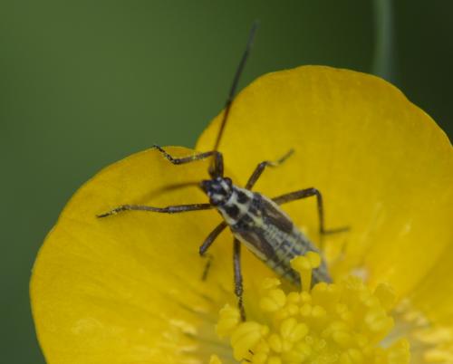 Réf. 202 008 : Leptopterna dolabrata